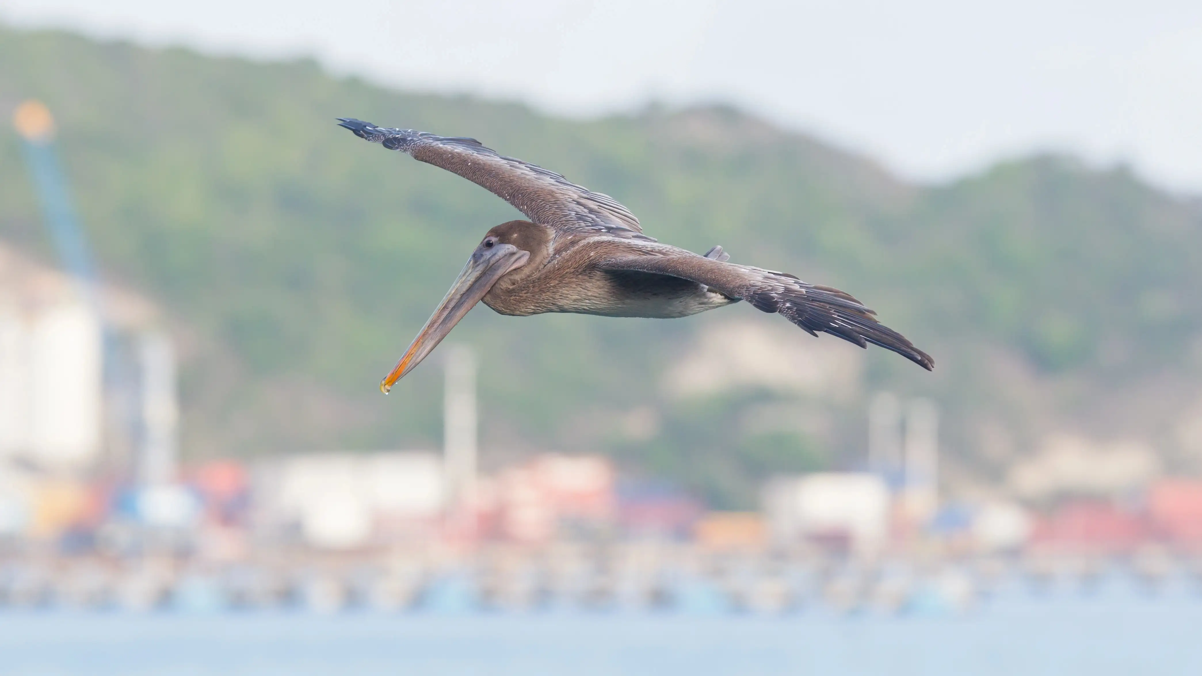 A brown pelican gliding low over the water with the green hills of Saint Martin's harbour blurred in the background