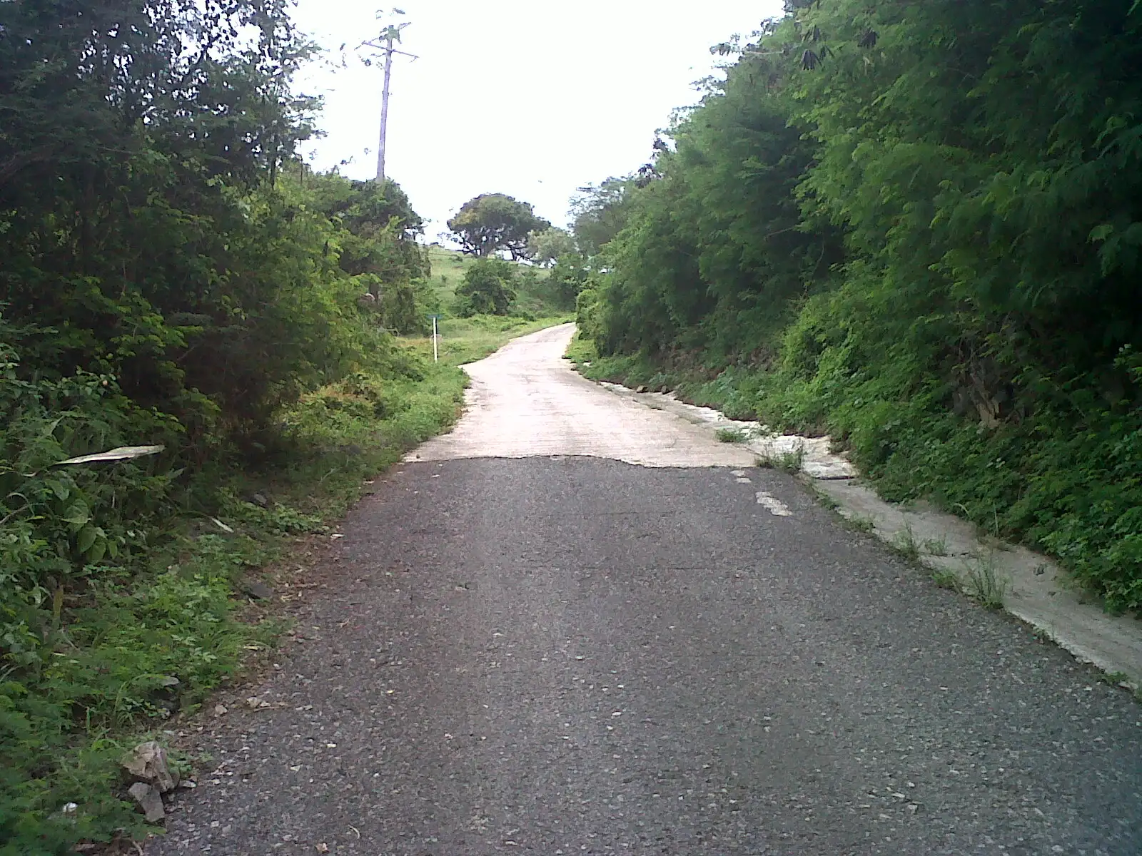 A narrow single-track road climbing through dense green bush on a hillside, with no markings or barrier