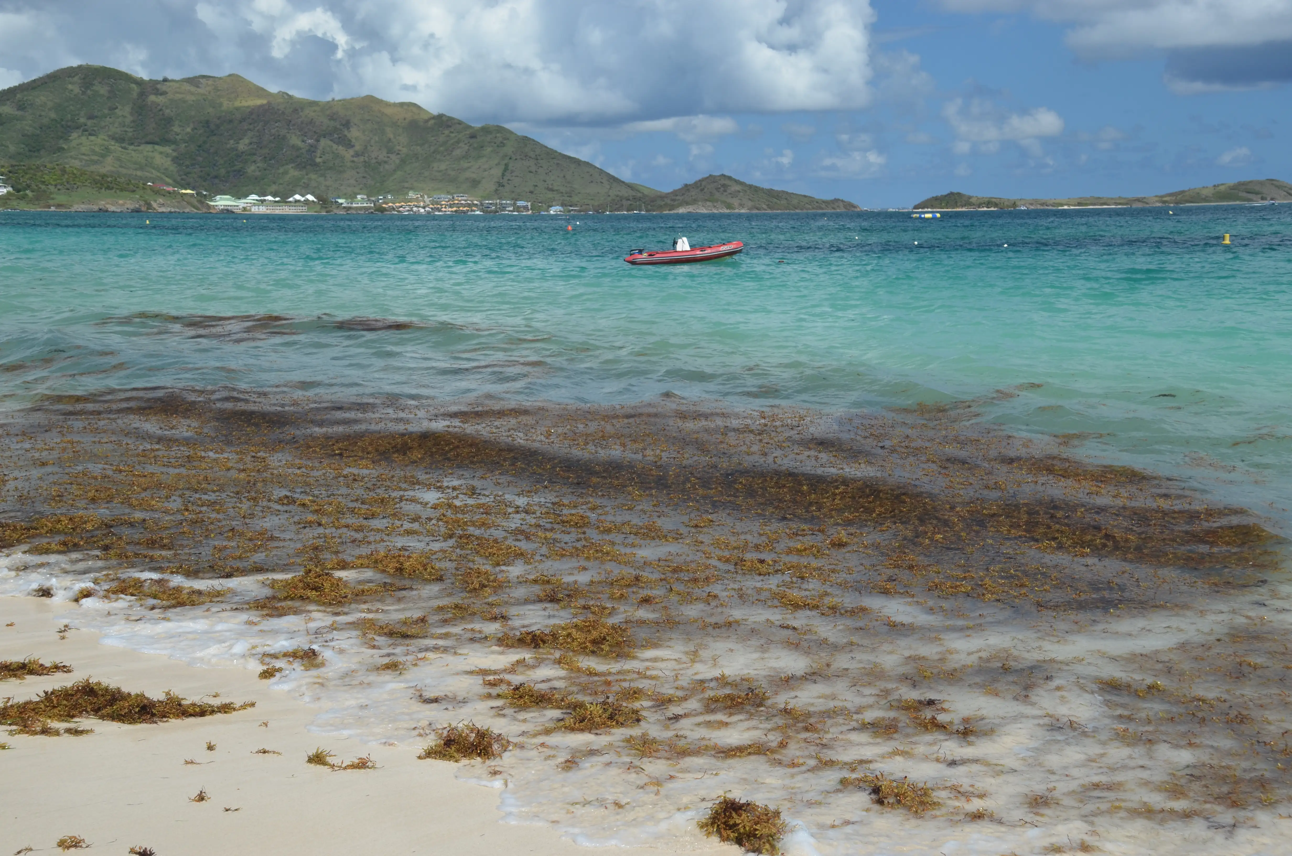 Thick brown mats of sargassum seaweed piled along the waterline at Orient Bay, covering the sand where the waves break