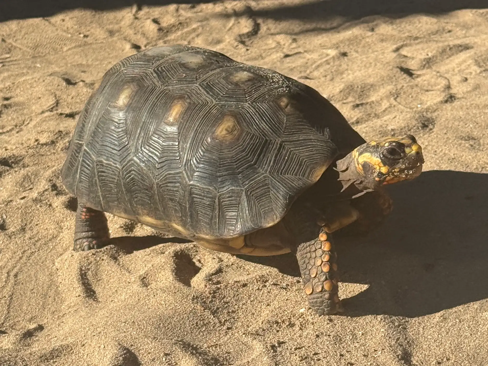 A red-footed tortoise walking across sandy ground among dry fallen leaves