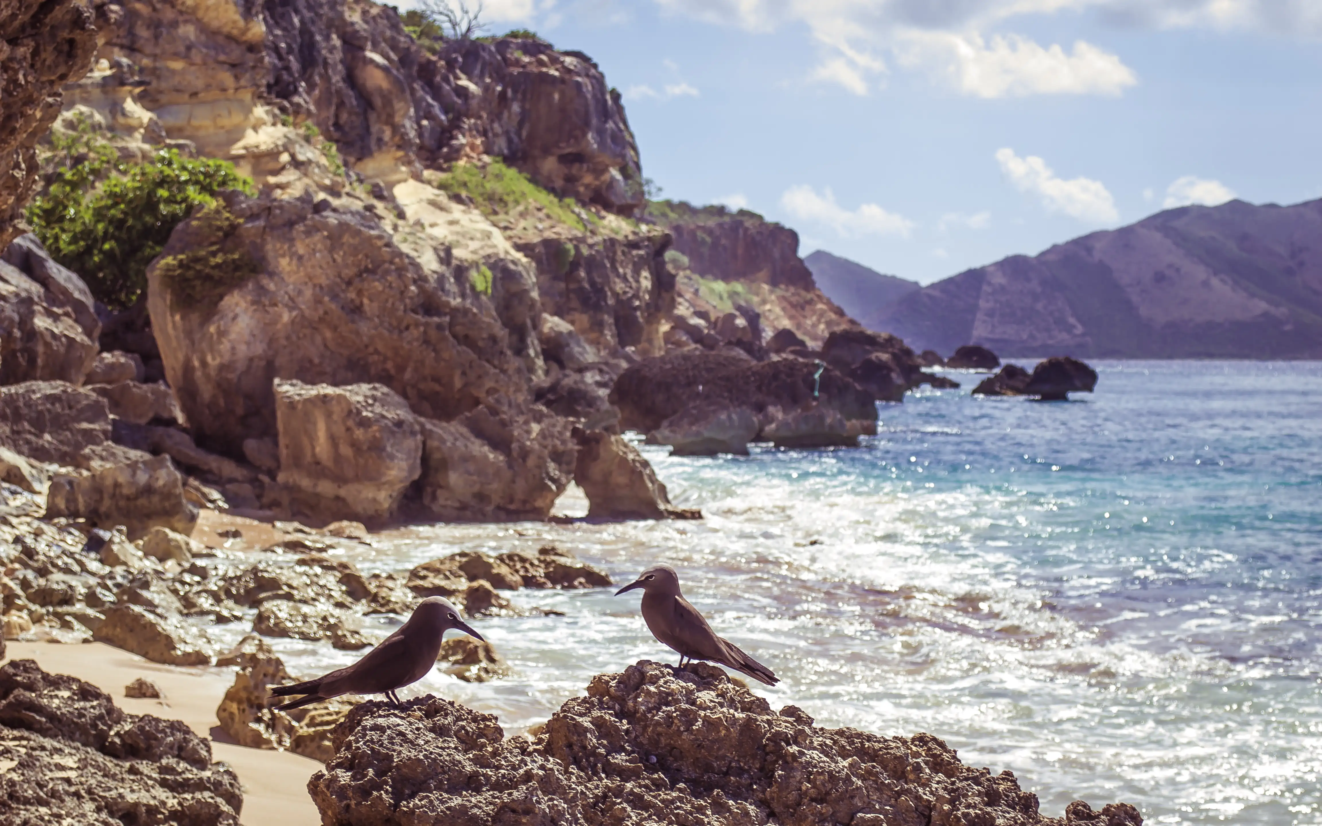 Two brown noddy seabirds perched together on a rocky island shoreline