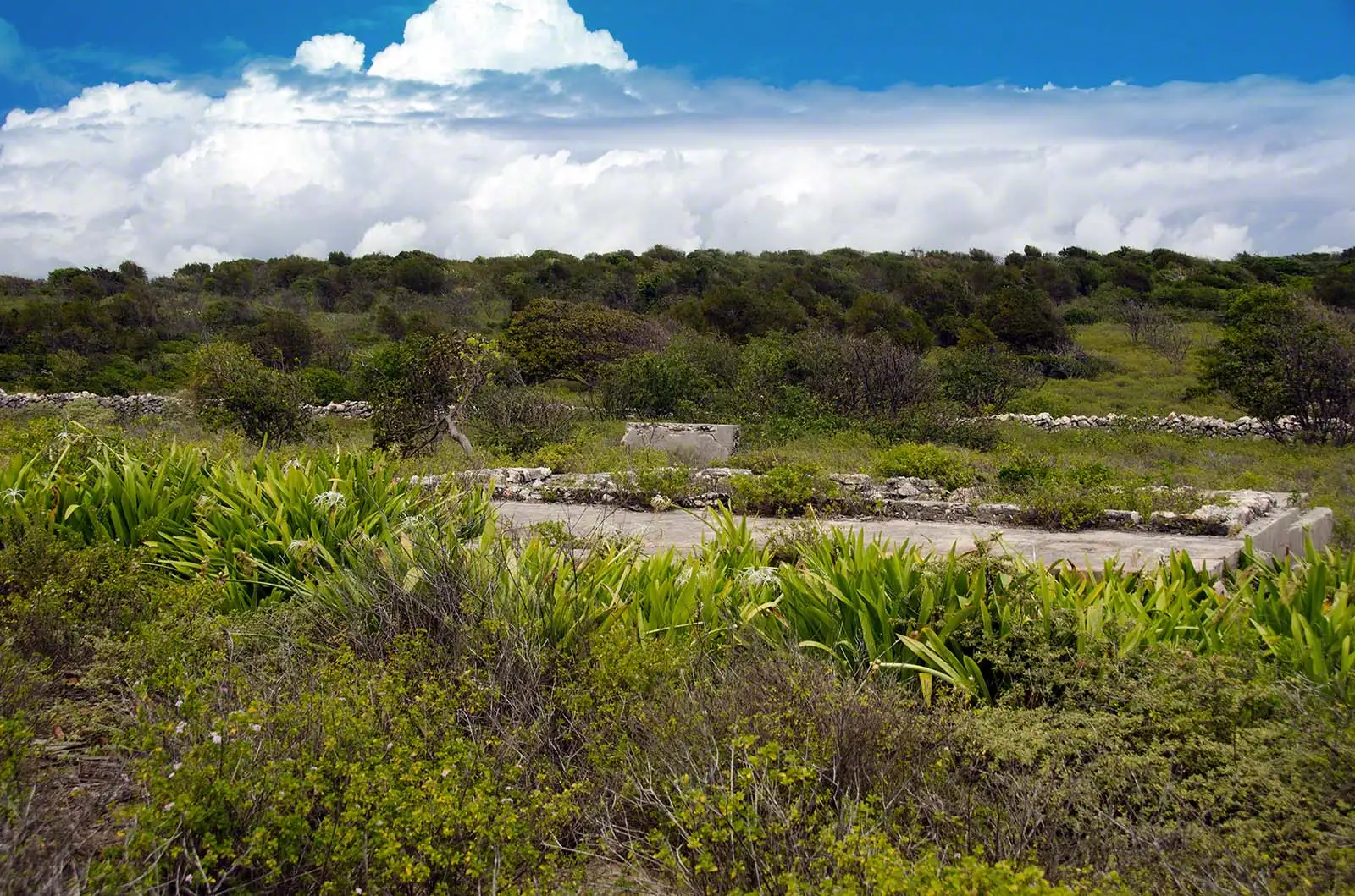 Low ruined stone and concrete walls of a small abandoned building surrounded by dry island scrub